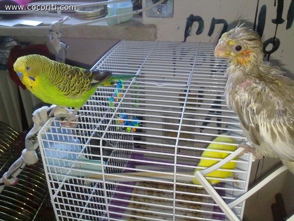 Morgan e Haku